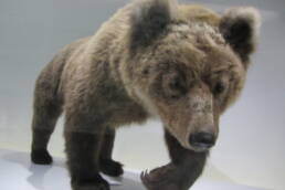 Cannelle, the last truly Pyrenean bear, was killed by a hunter in 2003