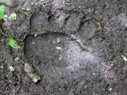 pawprint of bear in Ariège